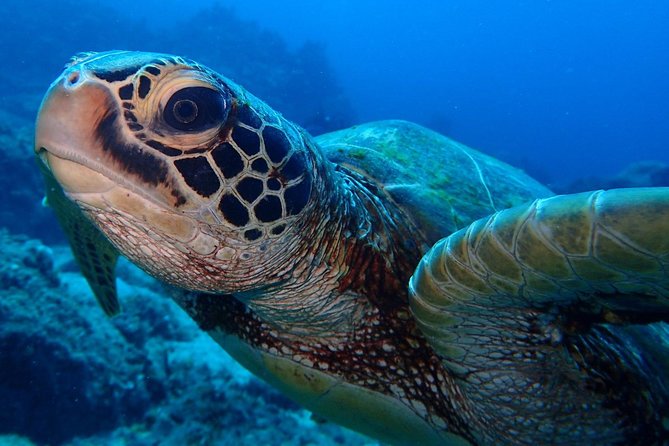 Learn to dive in 2 days Scuba Diver course - Key points to know before you go