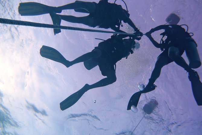 Learn to Dive | RAID Open Water 20 Diver Course | Kota Kinabalu - Tunku Abdul Rahman Marine Park: the wildlife training ground