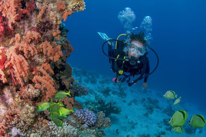 Learn to Scuba Dive in Cabo San Lucas with PADI - Pelican Rock to El Arco: Your Underwater Route Explained