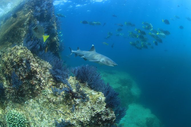 Learn to Scuba Dive in Cabo San Lucas with PADI - Price Breakdown: What $129 Actually Buys