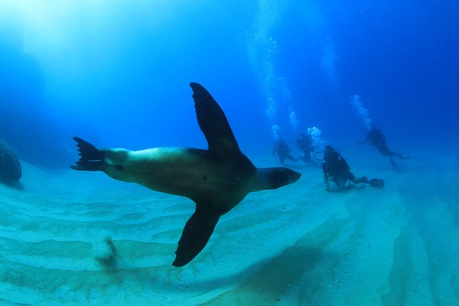 Learn to Scuba Dive in Cabo San Lucas with PADI - Who Should Book This Scuba Intro in Cabo (and Who Might Skip)