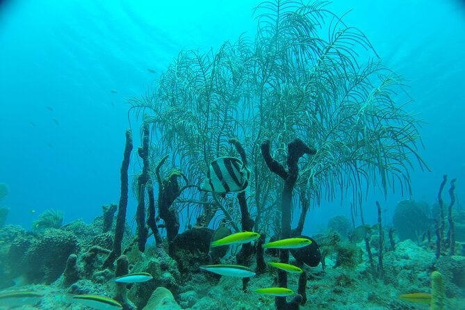 Learn to Scuba Dive in Punta Cana - Price and value: what $115 covers and where costs can rise