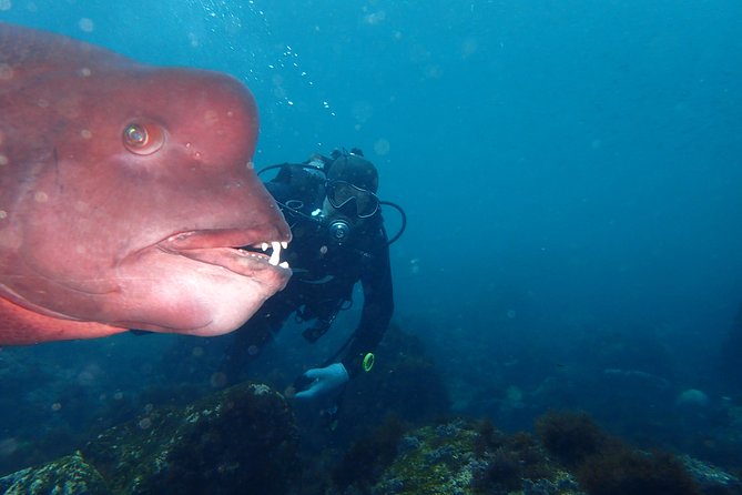 Let's enjoy Scuba diving in Izu Peninsula for certificate Diver - Key highlights