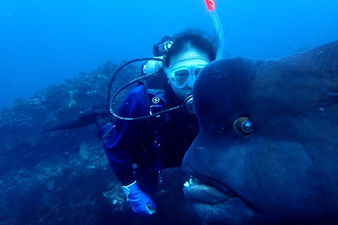 Let's enjoy Scuba diving in Izu Peninsula for certificate Diver - What you’ll actually do underwater (and why that matters for certification)