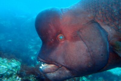 Let's enjoy Scuba diving in Izu Peninsula for certificate Diver - A 9am start and a smooth day flow