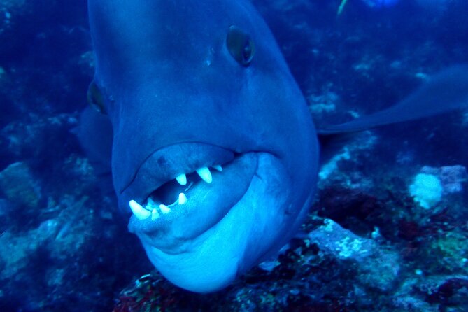 Let's enjoy Scuba diving in Izu Peninsula for certificate Diver - Gear: bring your own setup or rent with advance notice