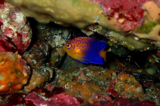 Let's enjoy Scuba diving in Izu Peninsula for certificate Diver - Instruction style: what makes Morita san’s guidance stand out