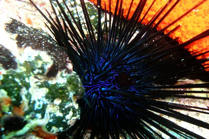 Lets Go Diving with pickup from hotel - Kos Pickup to Pserimos: The Calm Start You Want
