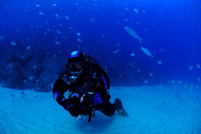Lisbon Eco-Try Dive - Diving Baptism - Scuba Isn’t the Point. The Reef Mission Is.