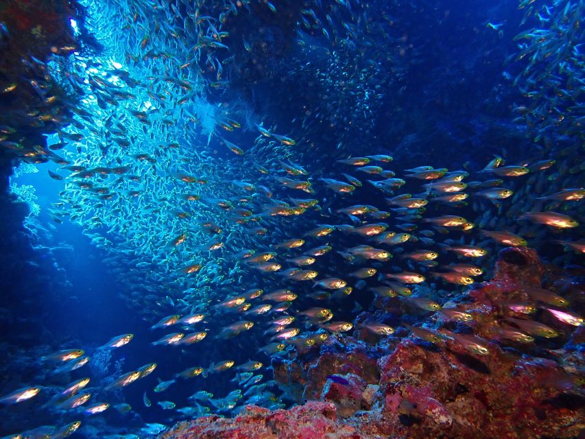 Lisbon: Try Dive in Arrábida Marine Reserve Setubal Sesimbra - The guided underwater tour: reefs, coral gardens, and the animals to look for