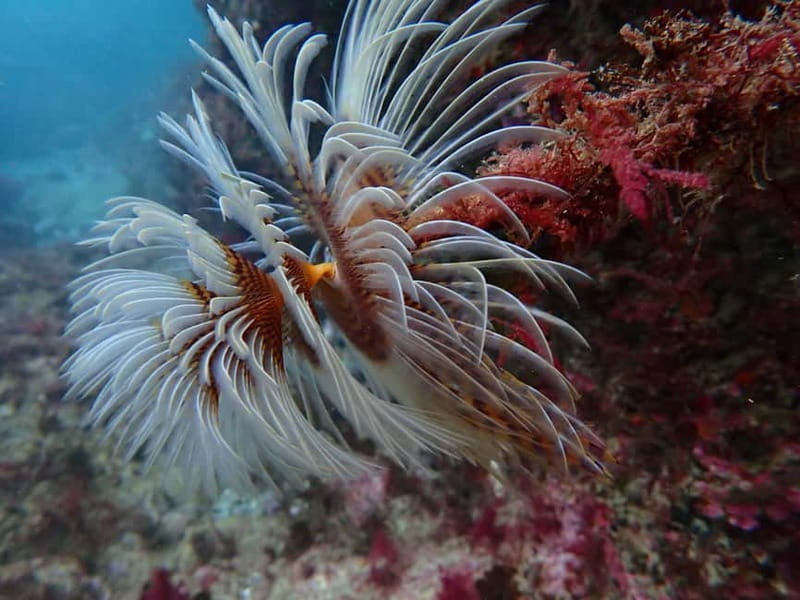Lisbon: Try Scuba Diving in Arrábida Marine Reserve w/photos - The Speedboat Legs: Fun On the Way In (and Out)