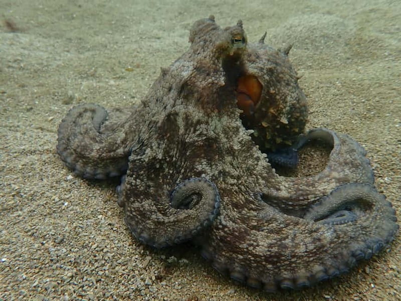 Lisbon: Try Scuba Diving in Arrábida Marine Reserve w/photos - Arrábida Underwater: What You Might See and Why It’s Special