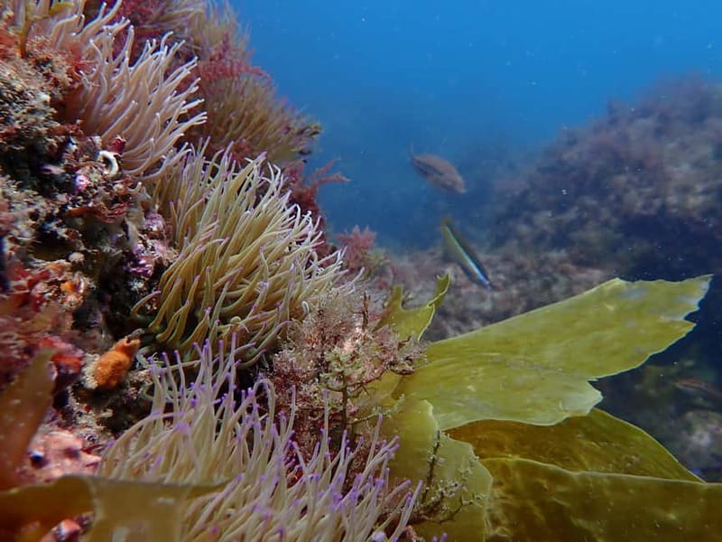 Lisbon: Try Scuba Diving in Arrábida Marine Reserve w/photos - Who This Experience Fits Best (and Who Should Skip It)