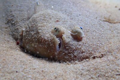 Lisbon: Try Scuba Diving in Arrabida Marine Reserve with photos - What happens during your ~3 hours on the water