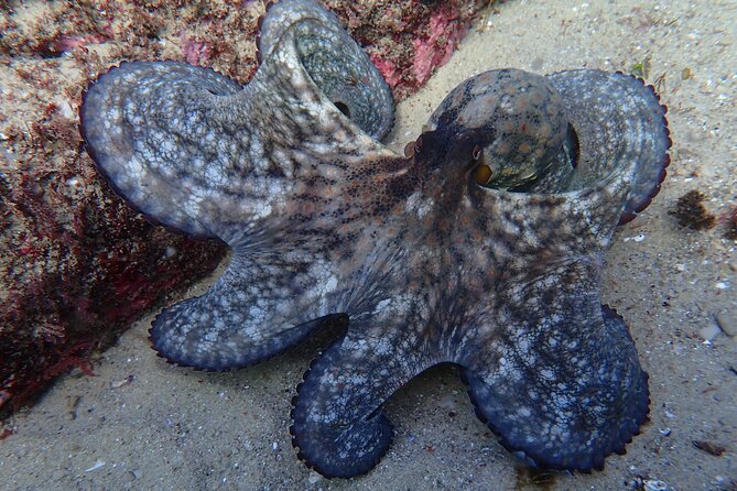 Lisbon: Try Scuba Diving in Arrabida Marine Reserve with photos - Instructor attention in a max-10 group