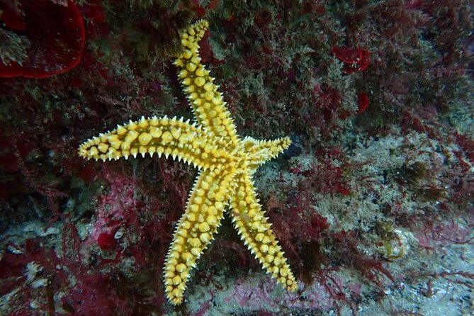 Lisbon: Try Scuba Diving in Arrabida Marine Reserve with photos - Logistics you should plan for (without overthinking it)