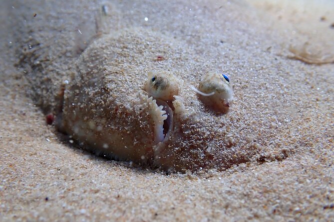 Lisbon: Try Scuba Diving in Arrabida Marine Reserve with photos - What happens during your ~3 hours on the water