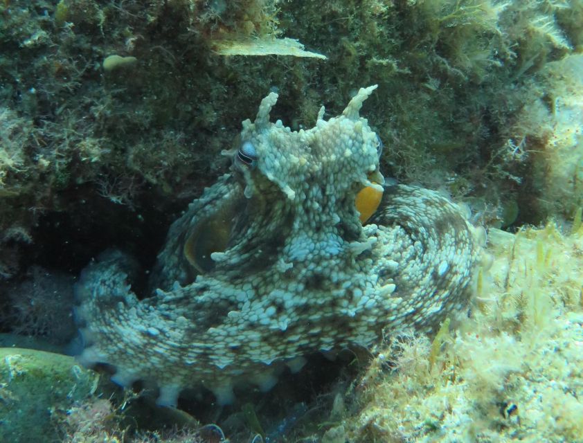 Lloret de Mar: Scuba Diving Experience no License Required - Who This Experience Is For (and Who Should Skip It)