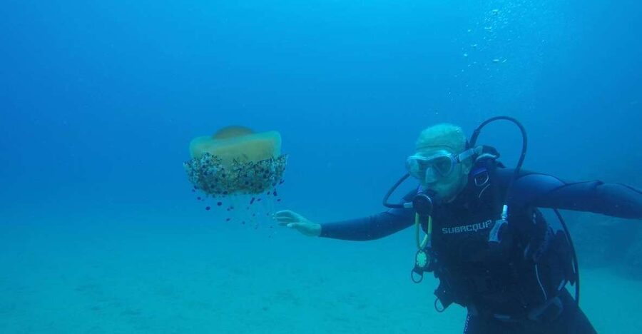Lloret de Mar: Scuba Diving Experience no License Required - Your 2-Hour Plan: Theory, Practice Bay, Then Underwater Swimming