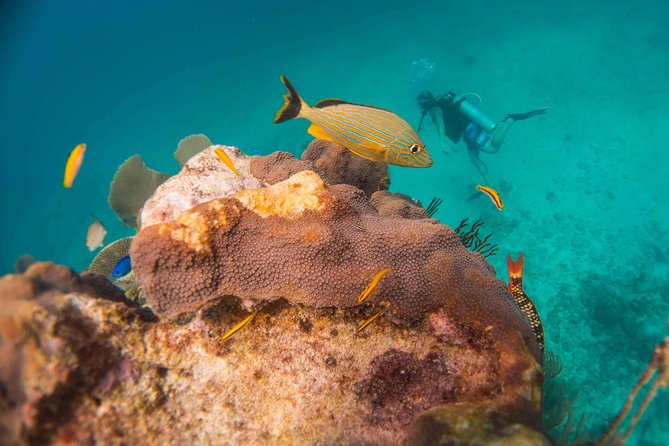 Local Dive in Playa del Carmen - Morning vs. Afternoon: Choose Based on Your Real-Day Plans