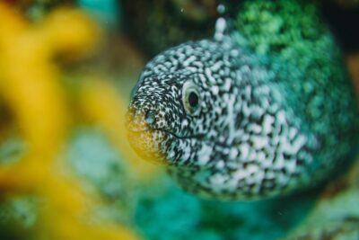 Local Dive in Playa del Carmen - Boat, Tanks, and the Pro Guide: What You’re Really Paying For