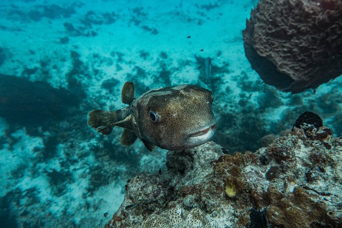 Local Dive in Playa del Carmen - Reef Time Near Xcaret: What the Water Looks Like