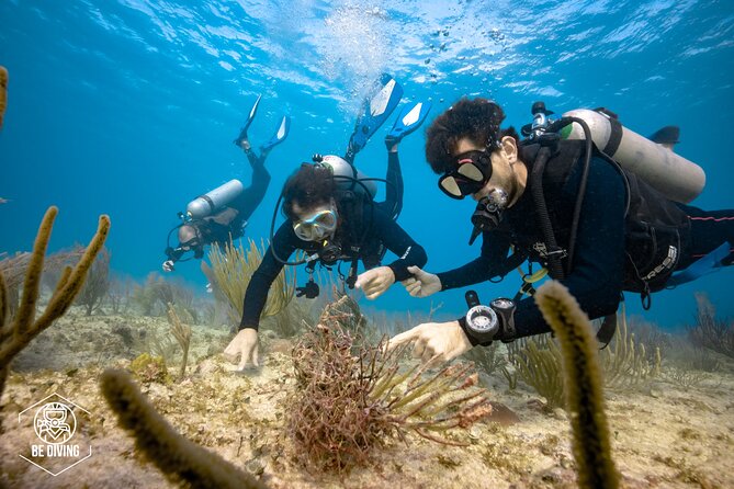 Local Dive in Playa del Carmen - Bull Sharks in Season (Nov–Mar): How to Think About the Odds