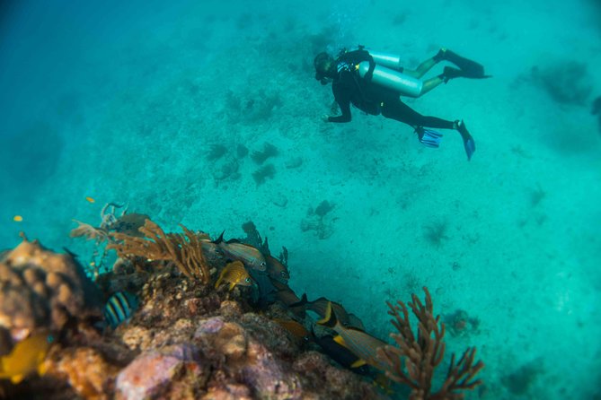 Local Dive in Playa del Carmen - Price and Value: Why $155 Can Be Worth It