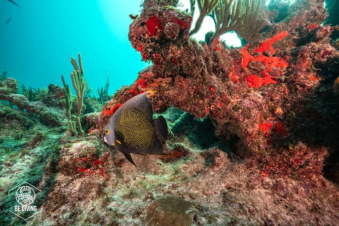 Local Dive in Playa del Carmen - The Human Touch: Staff and Teaching Style That Shows Up Underwater