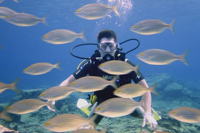Local Guided Dives (for certified/licensed divers) - Choosing your underwater locations: easy entries, caves, turtles, and deeper options