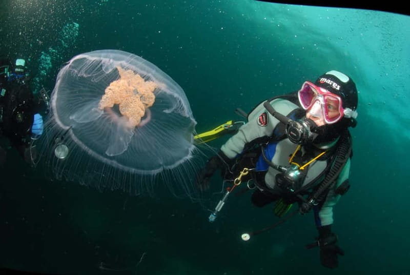 Lofoten: First Time Scuba Diving Experience - Key highlights worth your attention