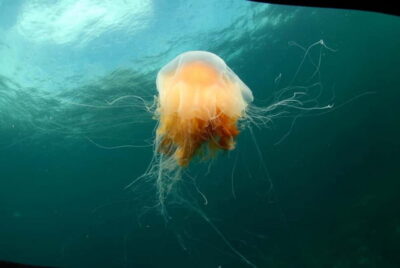 Lofoten: First Time Scuba Diving Experience - The 30-minute safety briefing that sets the tone
