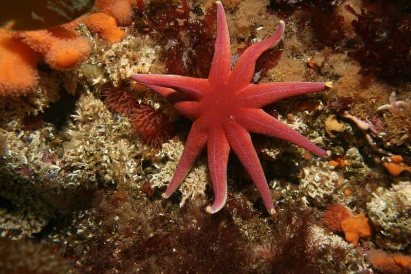 Lofoten: First Time Scuba Diving Experience - What the small group (1:2–4) really changes for you