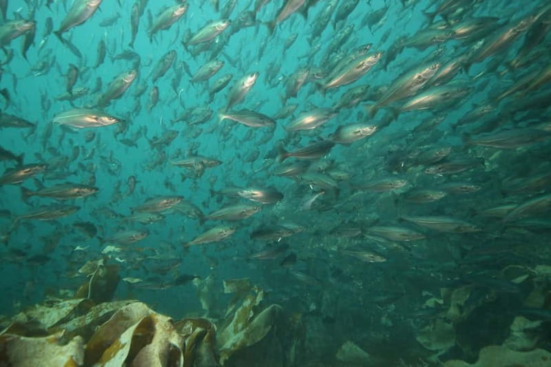 Lofoten: First Time Scuba Diving Experience - Price and value: what $282 per person covers