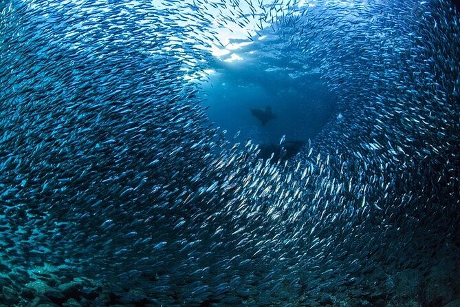 Los Cabos 1 tank dive to Land’s End (Certified Divers) - Price and value: what $115 covers, and what you’ll pay extra