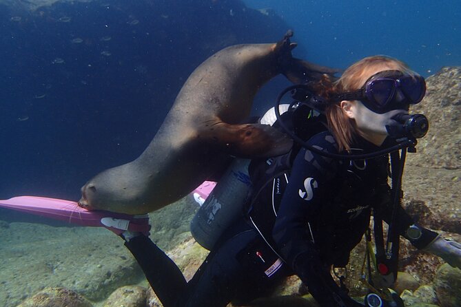 Los Cabos 2 tanks dive to The Corridor (Certified divers) - What you’ll actually see: the best sightings to keep your eyes open for