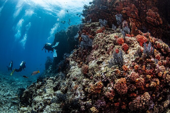 Los Cabos 2 tanks dive to The Corridor (Certified divers) - Price and value: what $147 really covers (and what to budget)