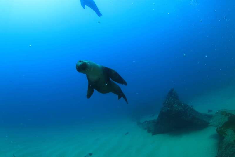 Los Cabos 3-Hour Certified Scuba Diving Tour - Conditions Check: Visibility, Water Temperature, and Year-Round Diving Seasons