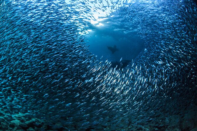 Los Cabos Beginner Scuba Dive Experience - What You’ll See Underwater: Sea of Cortez Bay Life Up Close