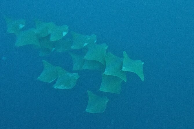 Los Cabos Beginner Scuba Dive Experience - Price and Value: What $143 Covers (and the Cash Fees)