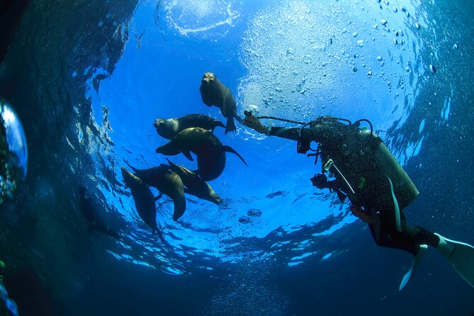 Los Cabos Beginner Scuba Dive Experience - Practical Tips: Gear Comfort, Timing, and Getting There