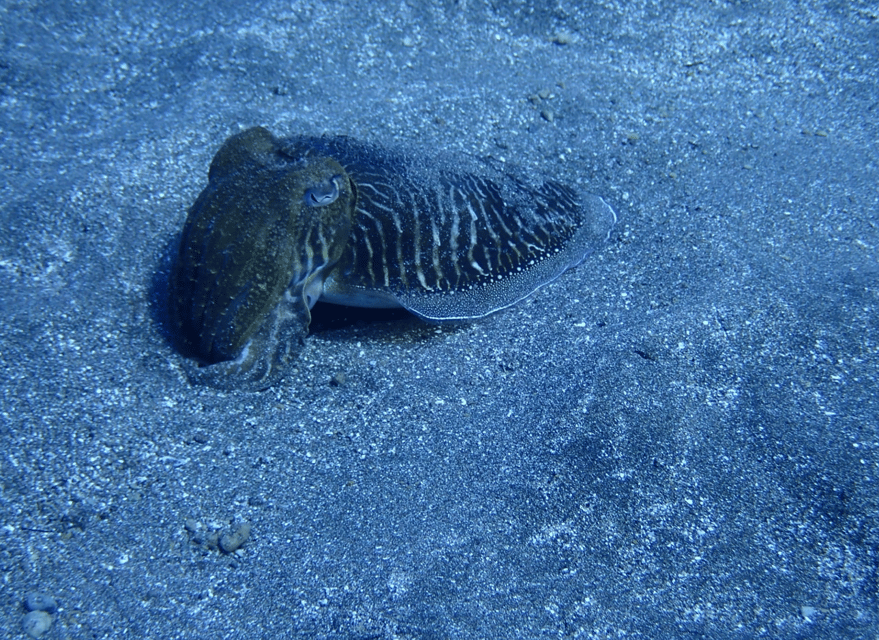 Los Cristianos: Try Dive for beginners - Gear, SSI certification, and the skills you learn before you go down
