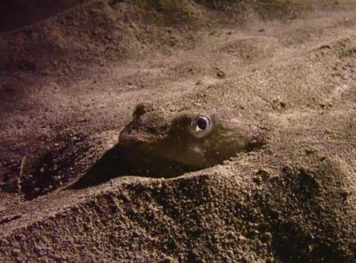 Los Cristianos: Try Dive for beginners - Ocean Dreams Tenerife: small-group attention and real language support