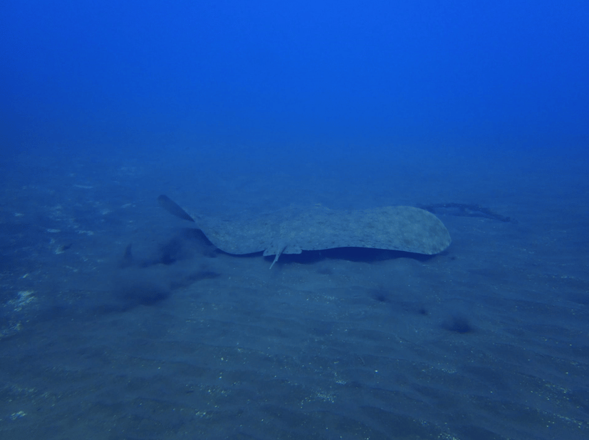 Los Cristianos: Try Dive for beginners - The 3-hour flow: briefing, practice in the water, then marine time