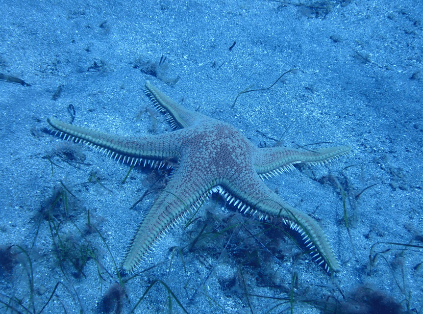 Los Cristianos: Try Dive for beginners - Marine life at beginner depth: what you might spot