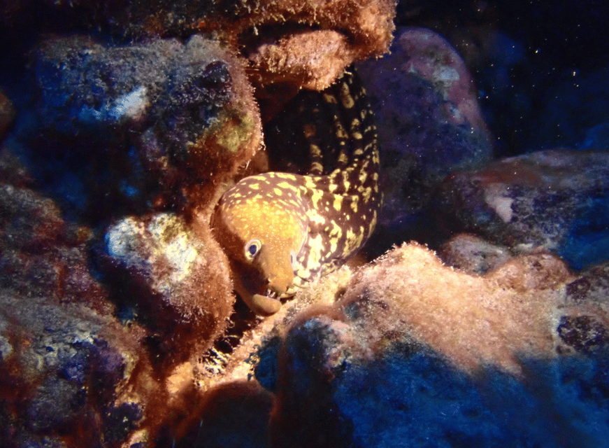 Los Cristianos: Try Dive for beginners - Value at $94: what you get for a first-timer scuba try