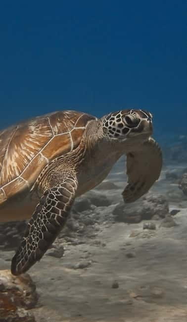 Maafushi: Discover Scuba Diving Class, First Time Experience - The coral garden reef: fish, corals, and turtles on your first reef swim