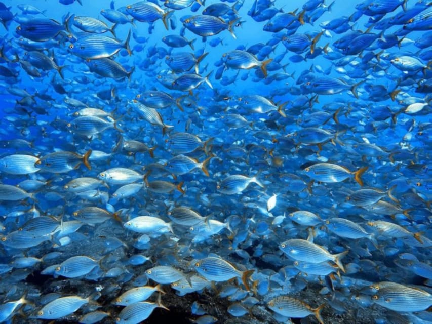 Madeira, Ponta São Lourenço: Scuba Diving for Beginners - Gear and skills: what you should plan to practice