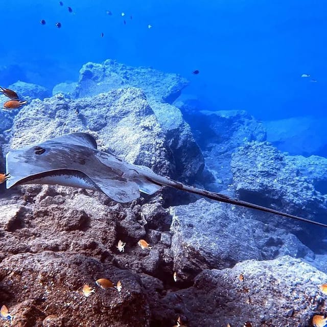 Madeira, Ponta São Lourenço: Scuba Diving for Beginners - Who should book this beginners’ scuba experience in Madeira