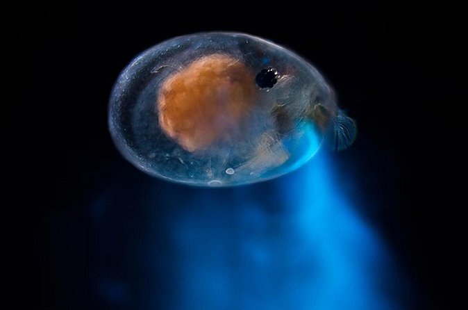 Magical Bioluminescent Night Dive - Meeting Point and Getting There at 6:30 pm